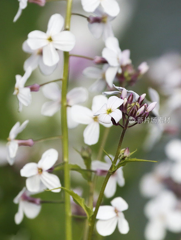 圣母的紫罗兰(Hesperis matronalis)